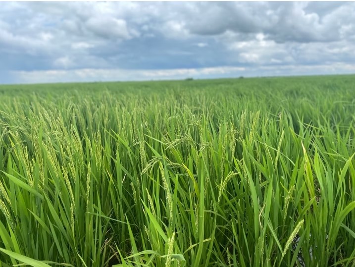 Jigawa State Projects